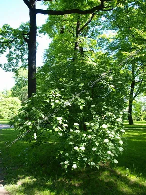 Калина гордовина \"Viburnum lantana\" купить по цене 850 рублей от питомника  саженцев и растений Центросад | Фото и консультация по уходу