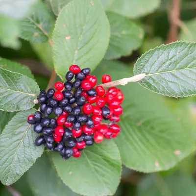 Калина гордовина \"Viburnum lantana\" купить по цене 850 рублей от питомника  саженцев и растений Центросад | Фото и консультация по уходу