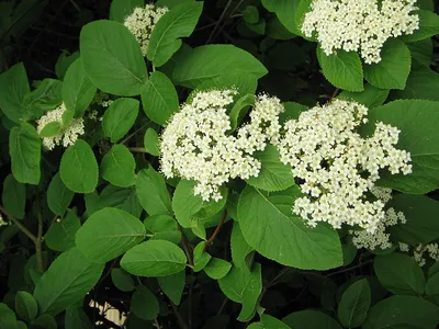 Калина гордовина – Viburnum lantana L. | Отдел «Ботанические экспозиции»