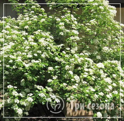 Калина гордовина (Viburnum lantana) - Питомник и Садовый центр Русские  Деревья