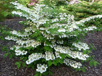 Калина гордовина Ауреовариегата / Viburnum lantana Aureovariegata: продажа,  цена в Киеве. Саженцы декоративных деревьев и кустарников от \"ФЛП Грабчак\"  - 504409183