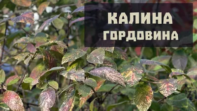 Калина гордовина. Описание, способы размножения | Огородные шпаргалки | Дзен