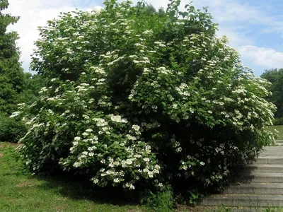 Калина гордовина: купить в Москве саженцы Viburnum lantana в питомнике  «Медра» по цене от 1370 руб