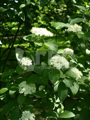 Калина гордовина, Viburnum lantana