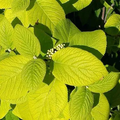 Купить саженцы Калина гордовина aureovariegata в Москве по цене 665 р. с  доставкой в Подмосковье