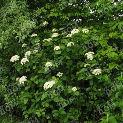 Калина гордовина (Viburnum lantana) - Питомник и Садовый центр Русские  Деревья