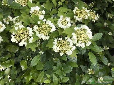 Калина обыкновенная (Viburnum opulus, калина красная)