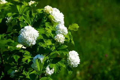 Белоснежные шары невесомых цветов — калина Бульденеж | Что посадить? | Дзен