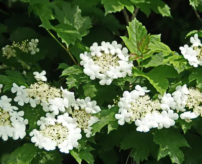 Калина Белые Цветы Весна - Бесплатное фото на Pixabay - Pixabay