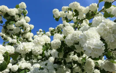 Калина бульденеж Viburnum opulus roseum