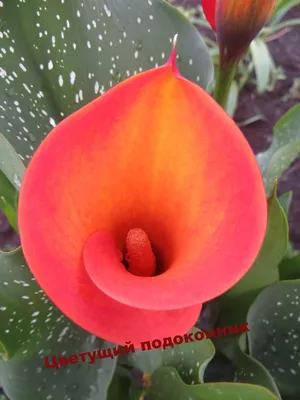 Калла Манго; арум лилия, калла лилия – Garden Seeds Market | Бесплатная  доставка