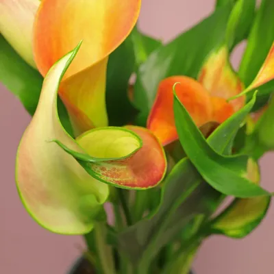 Зантедеския Манго (Zantedeschia Mango)