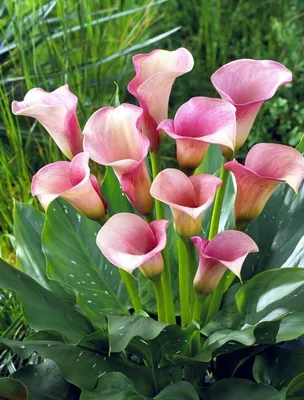 Калла садовая - Calla. Уход за каллой, выращивание садовой каллы. Фото Calla