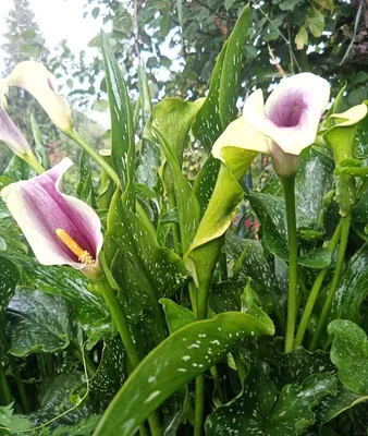 Каллы: фото цветов, какие бывают, виды, сорта | Calla lily flowers,  Beautiful rose flowers, Beautiful flowers