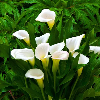 Каллы: фото цветов, какие бывают, виды, сорта | Calla lily, Black calla  lily, Bulb flowers