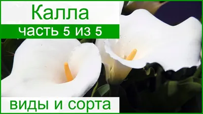 Калла сорта Аметист за 3200₽ | Доставка по Москве | Цветочные Рецепты