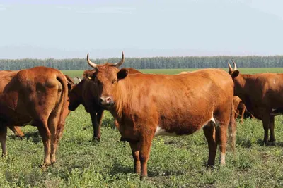 Калмыцкая порода коров — АгроXXI