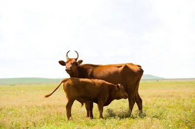 Калмыцкая порода коров - 70 фото
