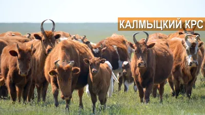 В Крыму появились коровы одной из редких пород - Калмыцкой - KP.RU