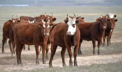 120 ГОЛОВ КАЛМЫЦКОЙ ПОРОДЫ ЗАВЕЗЕНЫ В ШИЕЛИЙСКИЙ РАЙОН КЫЗЫЛОРДИНСКОЙ  ОБЛАСТИ Калмыцкая порода крупного рогатого скота была выведена в Калмыкии  путем скрещивания со скотом, завезенным из Западной Монголии в 17 веке.  Животные этой