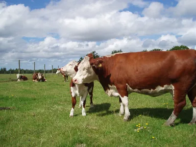 Казахская белоголовая мясная порода коров