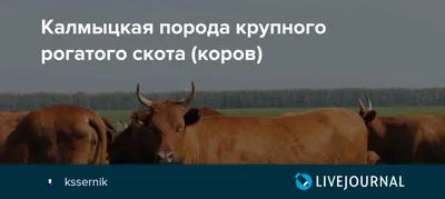 Калмыцкие коровы осваивают колымские пастбища - YouTube