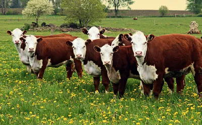 Калмыцкая порода крупного рогатого скота (коров): kssernik — LiveJournal