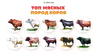 Калмыцкая белоголовая корова - 70 фото