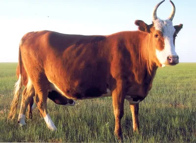Калмыцкая мясная порода коров