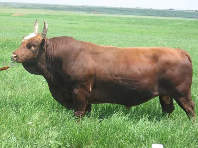 Продам: калмыцкая порода коров в Саратове и Саратовской области