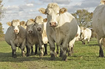 Казахская белоголовая мясная порода коров