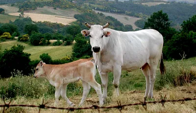 Федеральная сеть обмена знаниями и технологиями в сельском хозяйстве | |  Симментальская порода коров