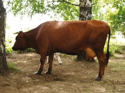 Как животноводам Тувы удается разводить и содержать коров калмыцкой породы  | Тува Медиа Групп — Новости Тувы