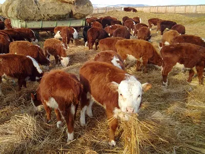 О калмыцкой породе коров и быков: описание и характеристики, содержание,  уход