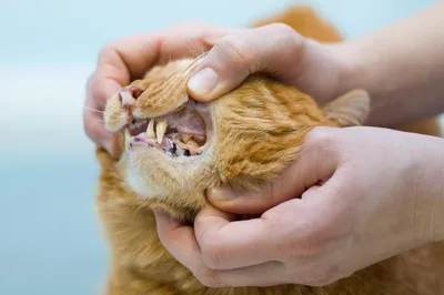 Кальцивироз у кошек лечение фото фото