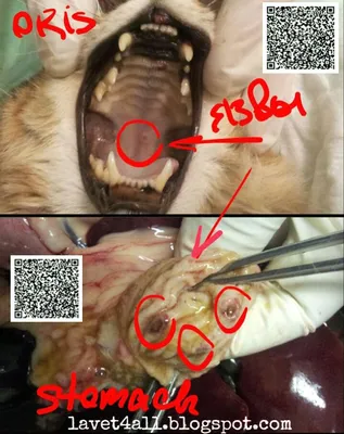 Стоматит у кошек - лечение гингивита, заболеваний десен у кошек в Москве.  Ветеринарная клиника \"Зоостатус\"