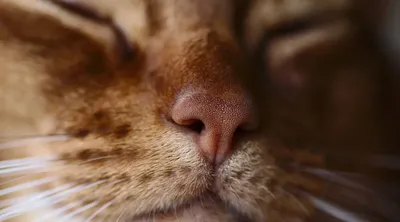 Кальцивироз у кошек: симптомы и лечение - YouTube
