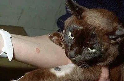 Ко мне!»: как лечить кошачий кальцивироз и что это за инфекция - YouTube