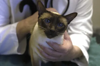 Лимфоплазмацитарный стоматит кошек | Ветеринарная клиника доктора Шубина