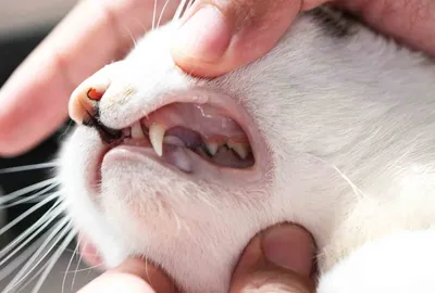 Кальцивирусная инфекция у кошек фото заболевания | Как лечить в домашних  условиях? | Кальцивироз у котов: симптомы, лечение, препараты и профилактика