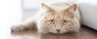 7 моментов, которые нужно знать о кальцивирозе кошек | Приют для животных  \"Лучший друг\" | Дзен