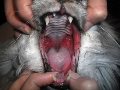Пневмония у кошек - симптомы и лечение воспаления легких у кошек в Москве.  Ветеринарная клиника \"Зоостатус\"