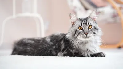 Лечение микоплазмоза у кошек | Ветеринар Купарев Леонид
