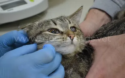 Лишай у кошек: признаки и лечение - Лечение кошек - Мобильный ветеринар