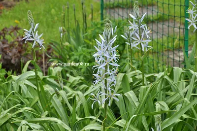 Камассия голубая (Camassia) 380 руб, купить, фото, описание