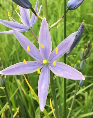 Камассия Лейхтлина (Camassia leichtlinii) - PictureThis