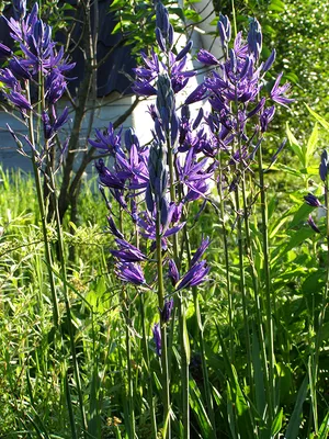 Камассия Лейхтлина Альба / Camassia leichtlinii Alba - Луковицы Камассии -  купить недорого камассию в Москве в интернет-магазине Сад вашей мечты