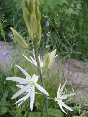 Камассия - синий - пакет из 2 штук - Camassia – Garden Seeds Market |  Бесплатная доставка