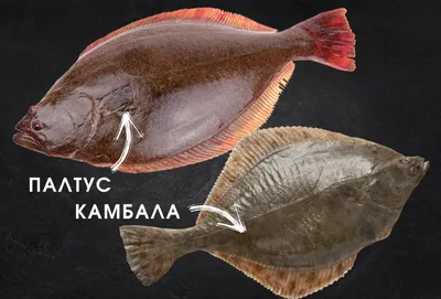 Вяленая камбала - Fishmarket - магазин рыбы и морепродуктов