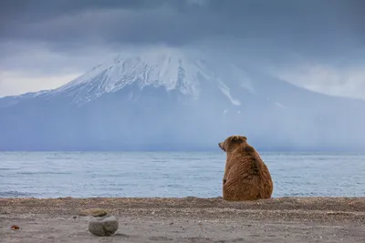Камчатские медведи вошли в ТОП-25 на сайте National Geographic | КУЛЬТУРА |  АиФ Камчатка